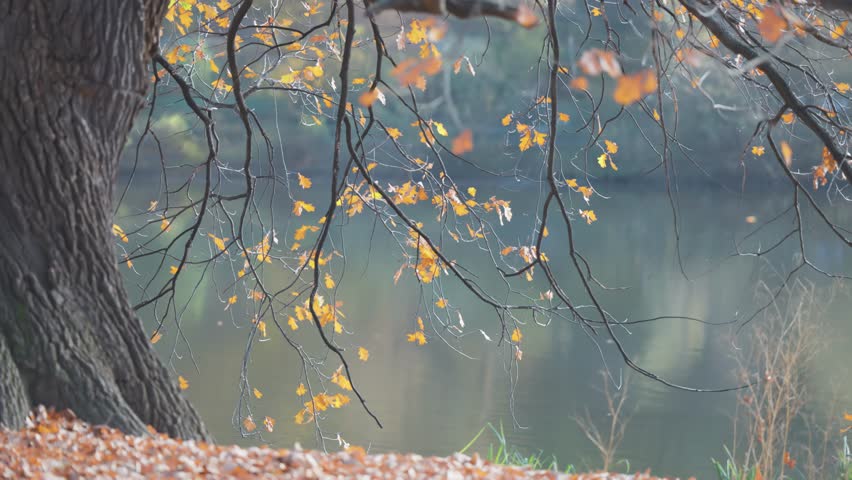 Dark branches of an old oak tree with fall foliage stretch over a glassy pond in the heart of Prague’s Liboc. Parallax video.