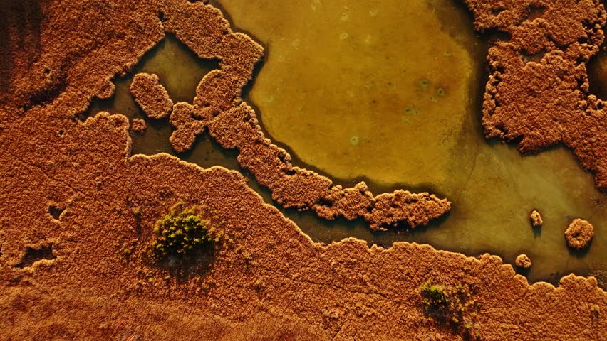 Morning sun paints glowing textures over Kaniera marsh, water formations, Latvia