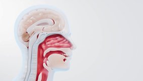 3D animation of rhinitis patients - Powered by Shutterstock - Get 15% off with code: PIKWIZARD15