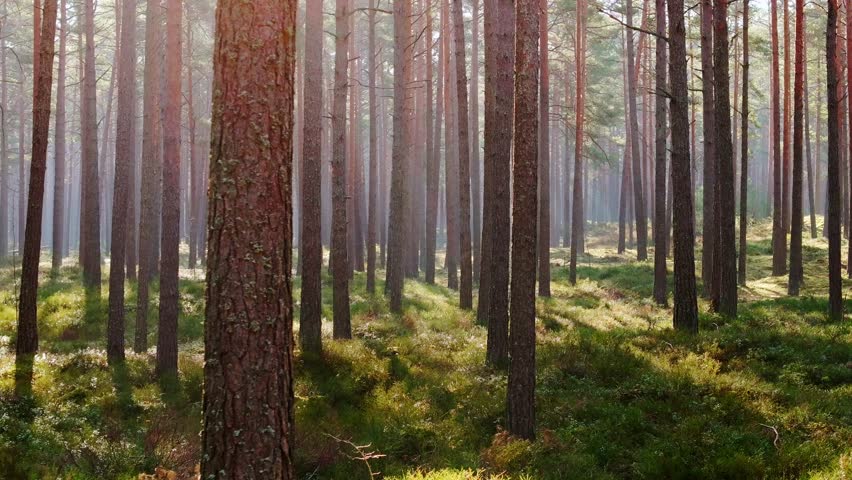Drone view of sunlight piercing dense Latvian pine forest, magical atmosphere