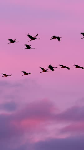 Birds Migration. Flock Of Common Cranes Or Eurasian Cranes Fly In Sunny Sunset Sunrise Sky. Common Crane Or Grus Grus. Nesting Cranes, Nest. Europe. Yellow orange pink violet purple Colors, Dark Birds