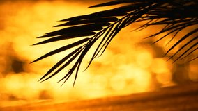 Palm Leaf Silhouette Sunset Tropical - A silhouette of a palm leaf frond against a golden sunset sky. - Powered by Shutterstock - Get 15% off with code: PIKWIZARD15