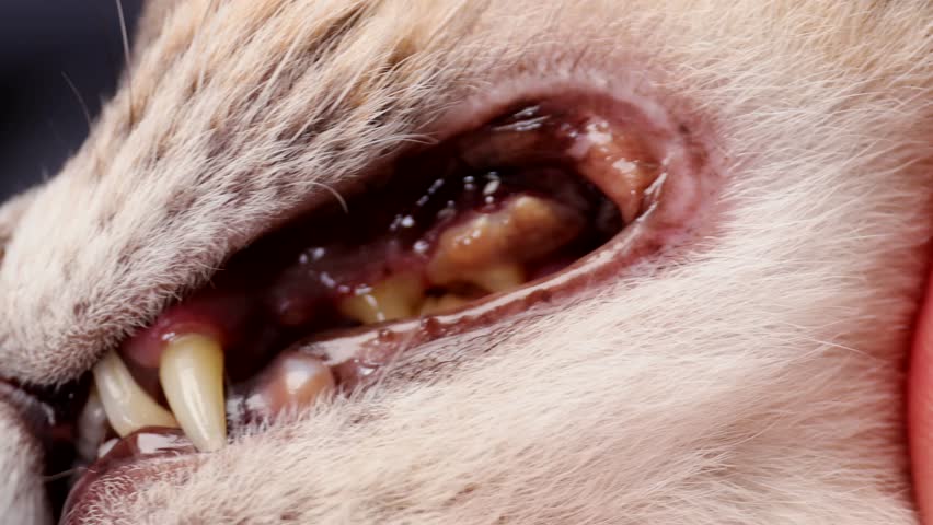 Close-up of cats teeth with severe tartar buildup and visible oral health problems