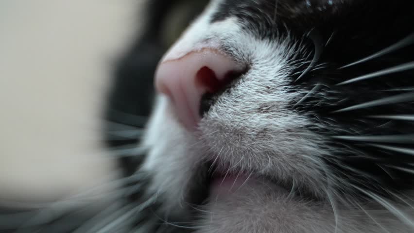 Black and white domestic cat sniffing air with pink nose, whiskers gently twitching, revealing curious feline senses in relaxed, peaceful moment.Cat's nose close-up.