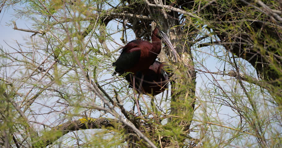 Couple of Glossy ibis, Plegadis falcinellus, building the nest. Camargue, France