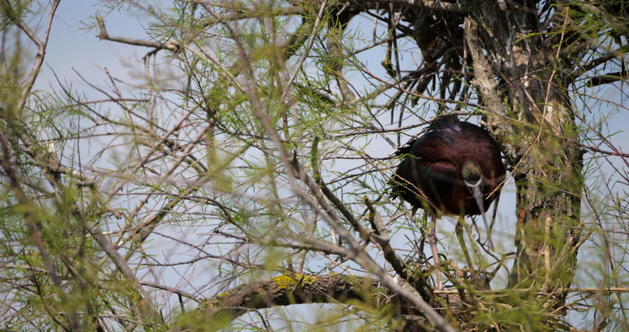Couple of Glossy ibis, Plegadis falcinellus, building the nest. Camargue, France