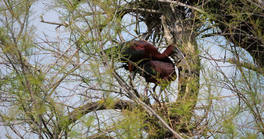 Couple of Glossy ibis, Plegadis falcinellus, building the nest. Camargue, France
