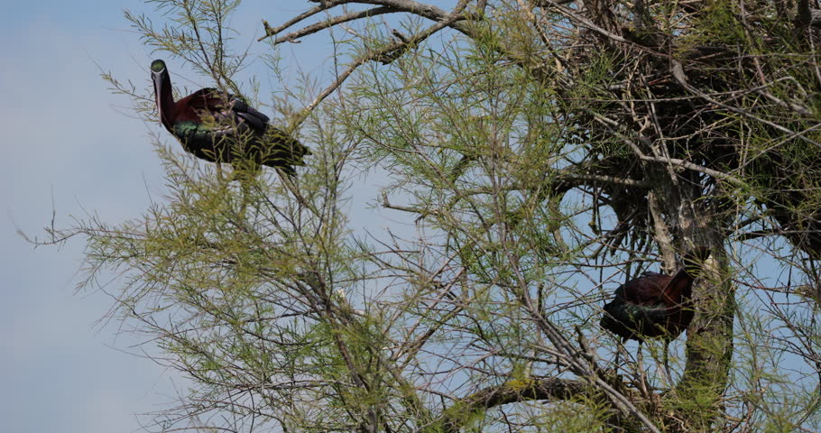 Couple of Glossy ibis, Plegadis falcinellus, building the nest. Camargue, France