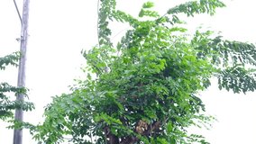 Strong wind storm is coming : A tree with green leaves is blowing with wind motion - Powered by Shutterstock - Get 15% off with code: PIKWIZARD15