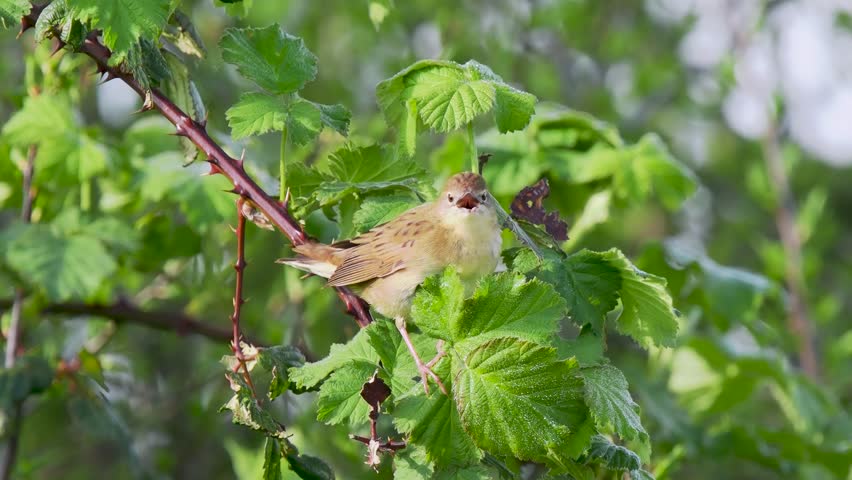 Grasshopper Warbler Singing on a Bush