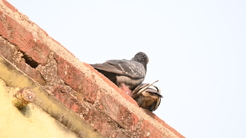 Two pigeons engage in a mating ritual. Pair of pegion with love feelling. Rock dove or rock pigeon. It is a popular pet bird in the world. In some areas, it is also bringing up for meat.