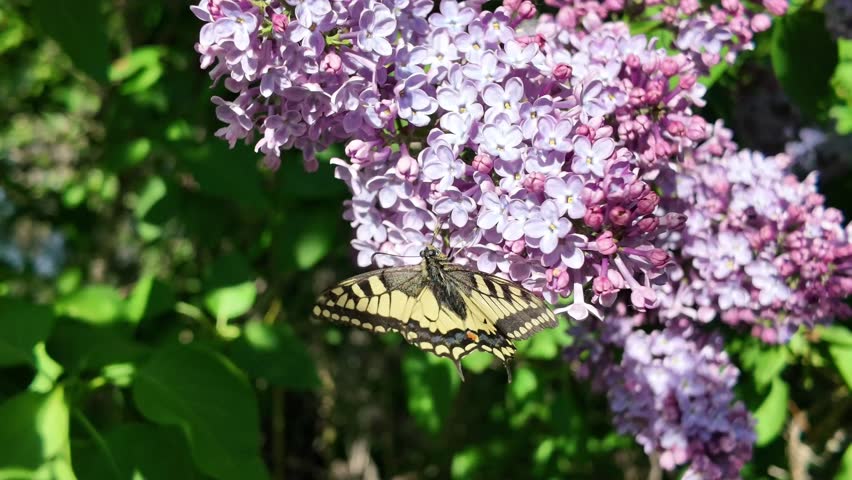 swallowtail butterfly. Papilio machaon. butterfly slow motion video. beautiful big yellow butterfly on flower. flying insects