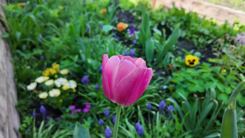 various flowers on a flowerbed. flowerbed in the yard. mini garden at home. growing flowers and vegetables. patio with flowers. high definition video