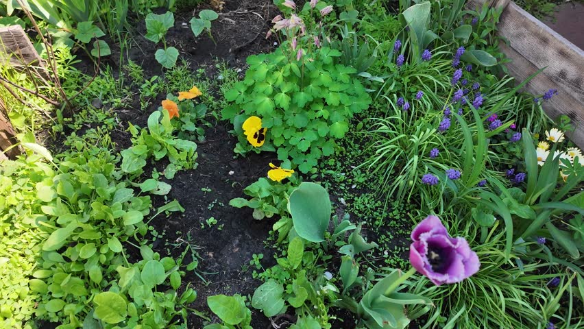 various flowers on a flowerbed. flowerbed in the yard. mini garden at home. growing flowers and vegetables. patio with flowers. high definition video