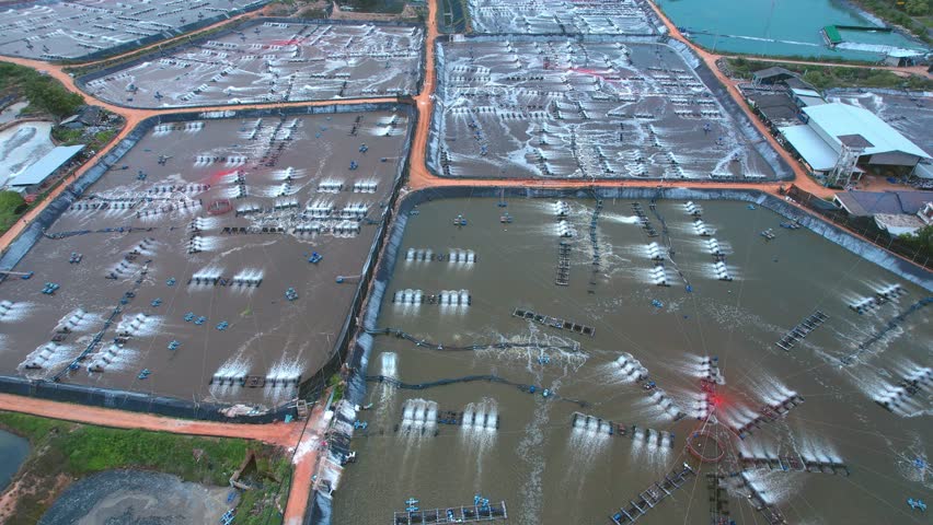 Aerial view of shrimp aquaculture farm