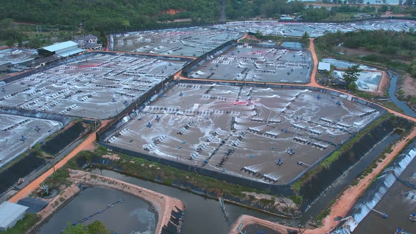 Aerial view of shrimp aquaculture farm
