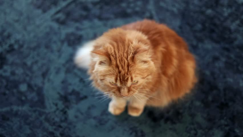 Domestic ginger cat on blue carpet in apartment