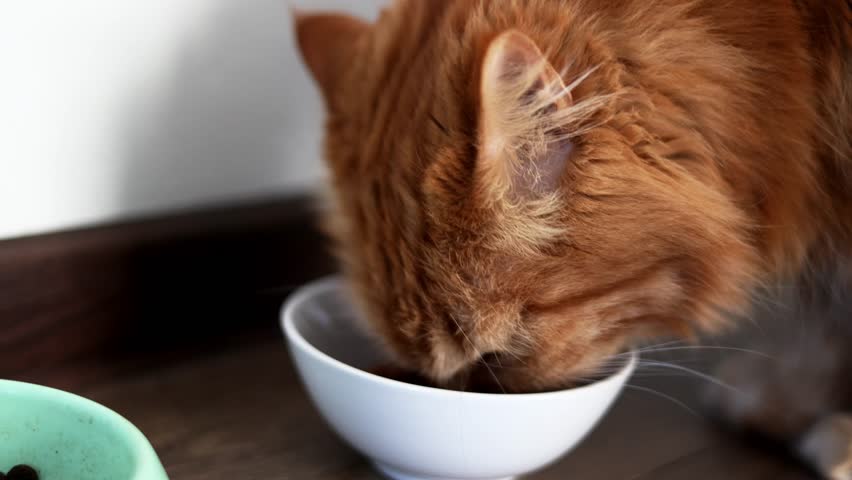 Ginger cat eating from a white bowl close-up. Pets and care and maintenance of them