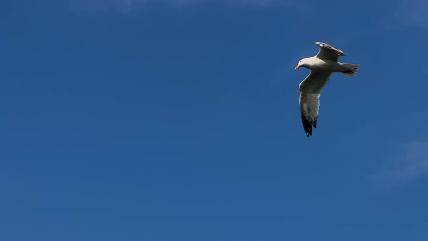 Free seagull soars gracefully against clear blue sky background. Wings spread wide, beauty of flight. Freedom in nature concept. Pretty bird flying. Wildlife, birds watching.