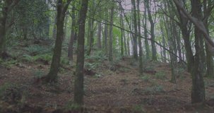 Semi-transparent data overlay being animated in woodland scene, with bar charts and line graphs. Nature, analytics, technology, visualization, environmental, outdoors, data - Powered by Shutterstock - Get 15% off with code: PIKWIZARD15