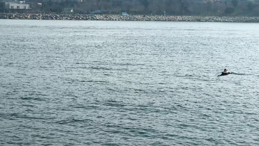 Seagull silhouette soars gracefully against clear blue sky background over city skyline, sea water. Wings spread wide, beauty of flight. Freedom in nature. Pretty bird flying. Wildlife, birds watching