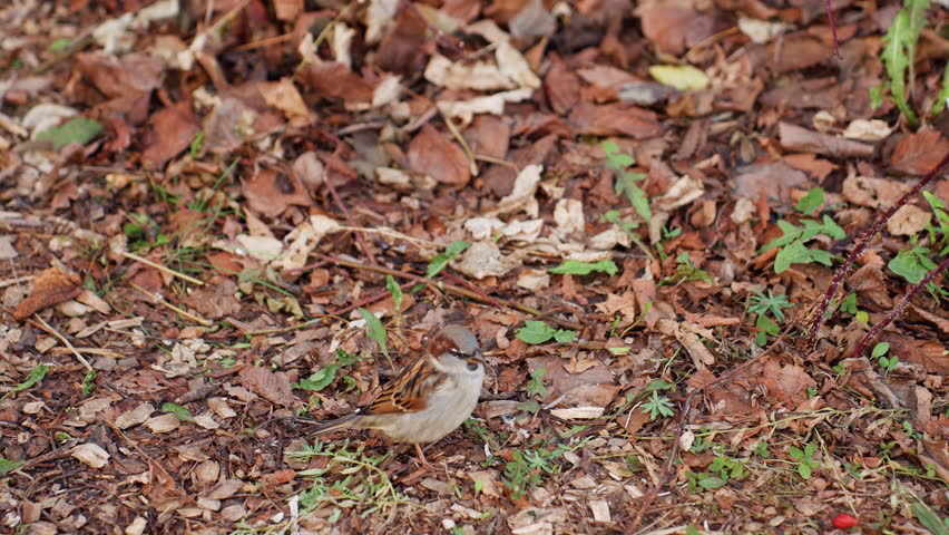 Sparrow standing on dry autumn leaves scattered across ground in quiet park setting with brown and green textures, capturing peaceful moment of wildlife in natural outdoor environment