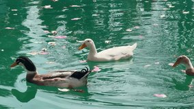 Three cute ducks swim calmly on clear blue green pond scattered with pink magnolia flower petals. Peaceful water reflects soft ripples. Tranquility, nature beauty, spring. Peaceful birds float gently. - Powered by Shutterstock - Get 15% off with code: PIKWIZARD15