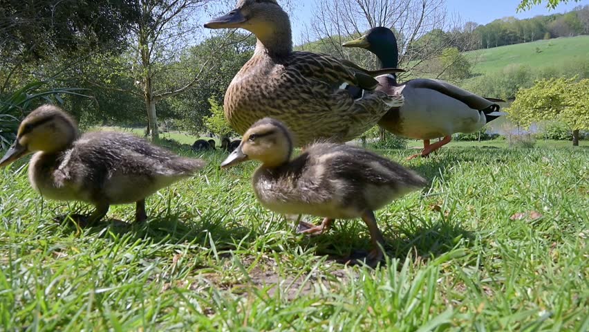 Mallard ducks (Anas platyrhynchos) parents chasing off an approaching male trying to attack their ducklings. April, Kent, UK [Slow motion x5]