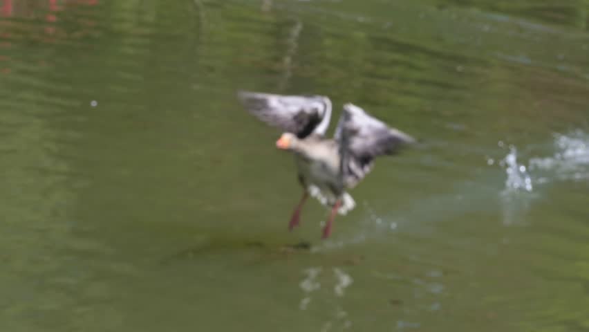 Greylag Goose (Anser anser) flying across a lake and landing on the bank next to its family. April, Kent, UK [Slow motion x 5]