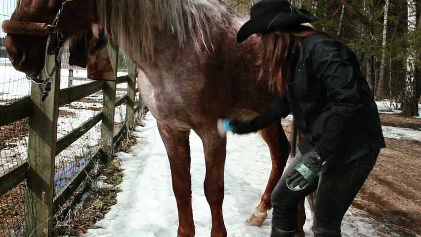 girl cowboy cleans horse with a brush