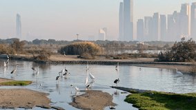 Birds by the water at Ras Al Khor Wildlife Sanctuary in Dubai. In the background, modern buildings of Dubai Creek Harbour rise through light morning haze - Powered by Shutterstock - Get 15% off with code: PIKWIZARD15