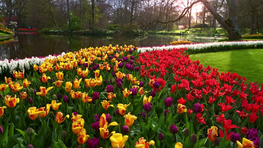 Keukenhof garden in the Netherlands, springtime in Amsterdam, flower garden in Holland, Dutch travel in spring 