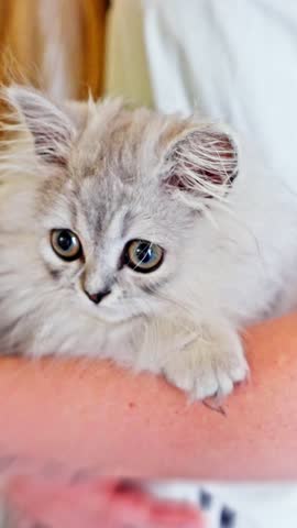 An adorable and fluffy little kitten nestled in arms, boasting bright blue expressive eyes