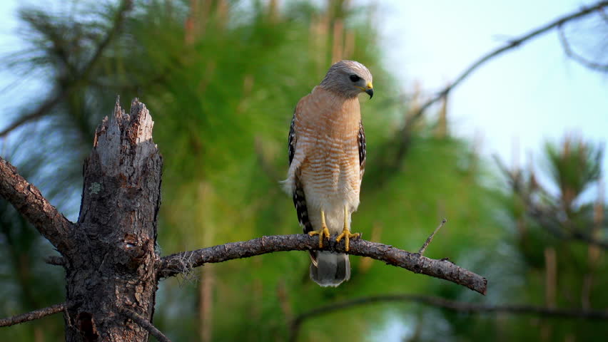 Red-Shouldered Hawk sitting on dead tree limb as it watches for prey on the forest ground below.