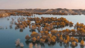 Aerial View of Autumnal Floodplain with Golden Trees and Calm Water - Powered by Shutterstock - Get 15% off with code: PIKWIZARD15
