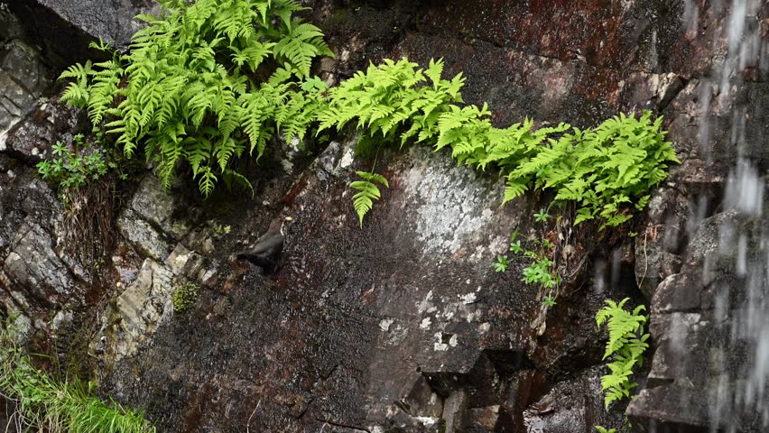 White Throated Dipper brings insect to chicks in nest hidden behind small clump of ferns on rocky cliff surface near waterfall.