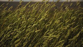 Close-up slow motion shot of golden wheat swaying in strong evening winds, captured with warm cinematic tones under soft sunset light, evoking peaceful rural landscapes. - Powered by Shutterstock - Get 15% off with code: PIKWIZARD15