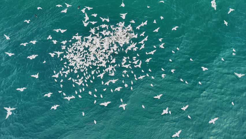 Animal behavior of a large flock of seabirds and predatory fish attacking a school of fish in the ocean waters. Aerial drone view