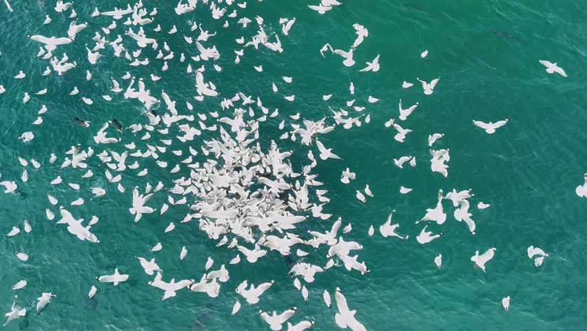A flock of seabirds and predatory fish feed on a bait ball swarming in the ocean waters. Aerial view