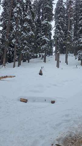 Panning POV shot showing horses carrying people on snow covered ground in Pahalgam on the way to Baisaran valley surrounded by deodar walnut trees in Kashmir