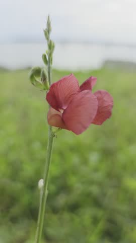 Macroptilium atropurpureum, commonly referred to as purple bush bean, or siratro is a perennial legume recognized by climbing.