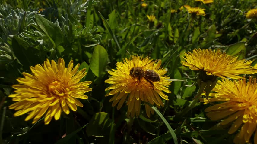 Springtime Scene  Yellow Dandelion At Wild Meadow. Spring Blossom On Meadow. Floral Diversity Blooming Nature Yellow Petals Of Dandelion. Wildflower Spring Awakening Flower. Floral Nature Springtime 