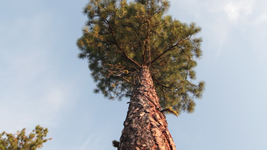 Slider dolly shot looking up at tall pine tree