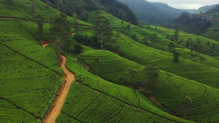 A tourist woman in a white dress stands amidst the vast green tea plantations of Sri Lanka, captured from an aerial drone. The lush, terraced landscape creates a serene and scenic backdrop, ideal for