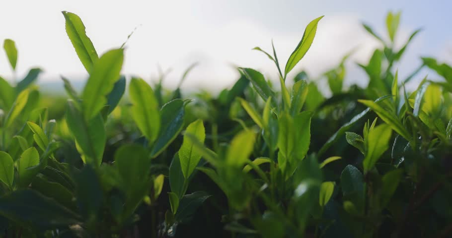From a close-up of fresh green tea leaves to a sweeping landscape view of lush tea plantations in Sri Lanka. Ideal for themes of nature, agriculture, and organic farming. High-quality image perfect