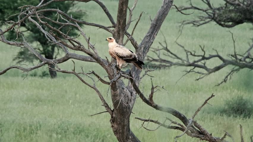 A beautiful Tawny Eagle, sitting on the branches of a dead tree, with a lush, green, background in the Kalahari national park of South Africa