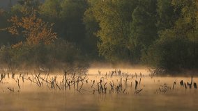 Fog flowing on pond with trees and branch at morning sunrise. Calm Czech landscape - Powered by Shutterstock - Get 15% off with code: PIKWIZARD15