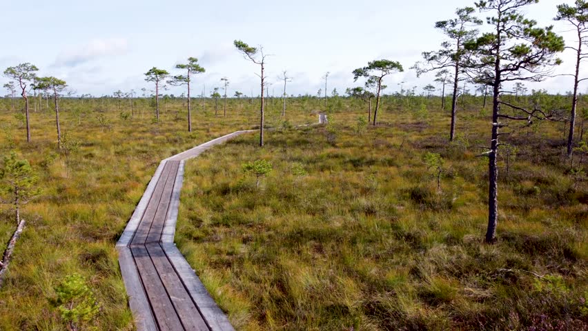 Drone flight over a scenic wooden boardwalk in the peaceful Viru Bog of Lahemaa National Park, Estonia. Autumn colors, pine trees, and moorland create a serene atmosphere. Shot in 4k.