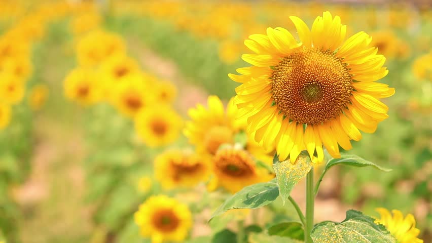 Beautiful yellow sunflower fields in summer