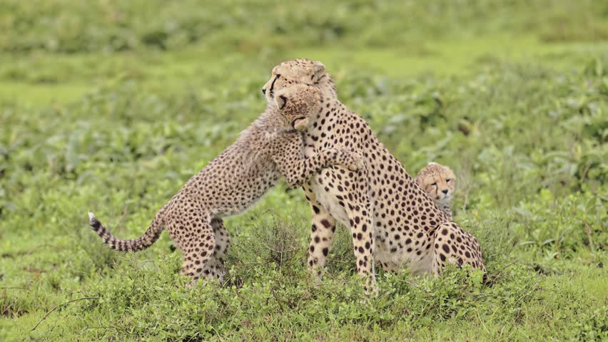 Slow Motion Cheetah Cubs Playing with Mother, Cute Playful Baby Cheetahs in Serengeti Tanzania in Africa, Serengeti National Park African Wildlife on Safari Animals Game, Rough and Tumble